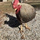 Does anyone else think chickens who have been in the sun smell nice?