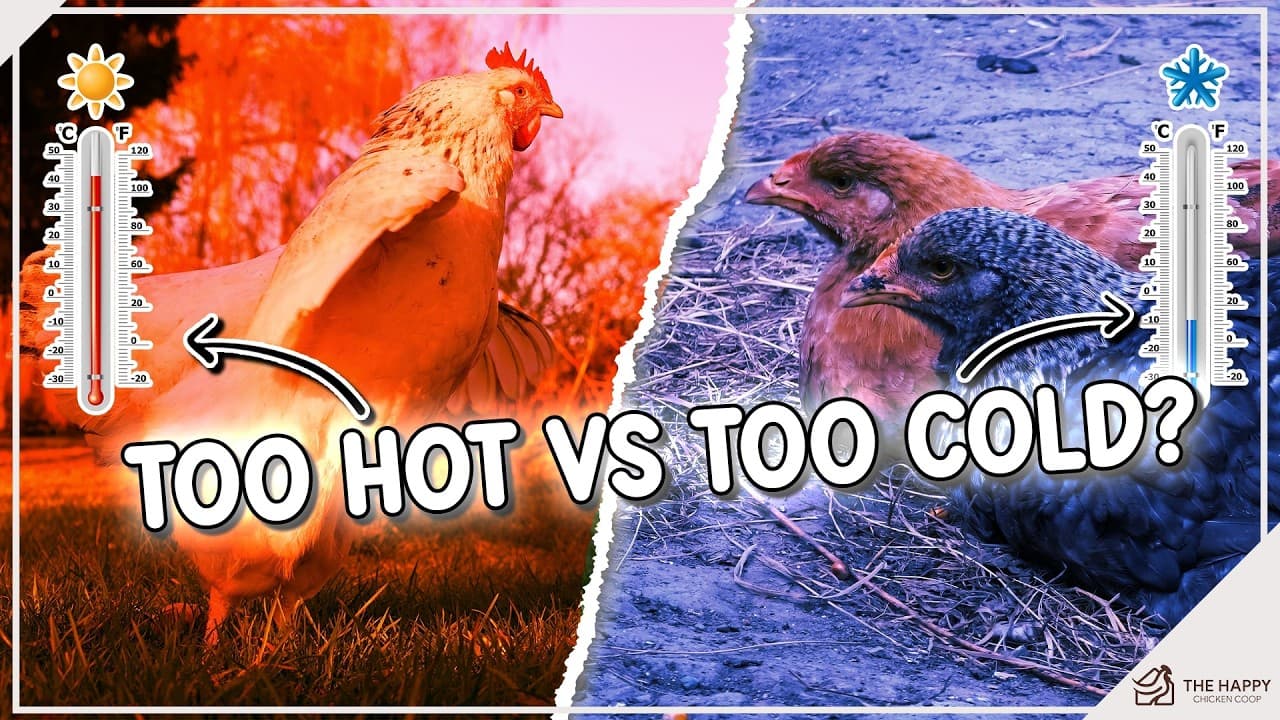 Finding the Best Temperature for Chickens!